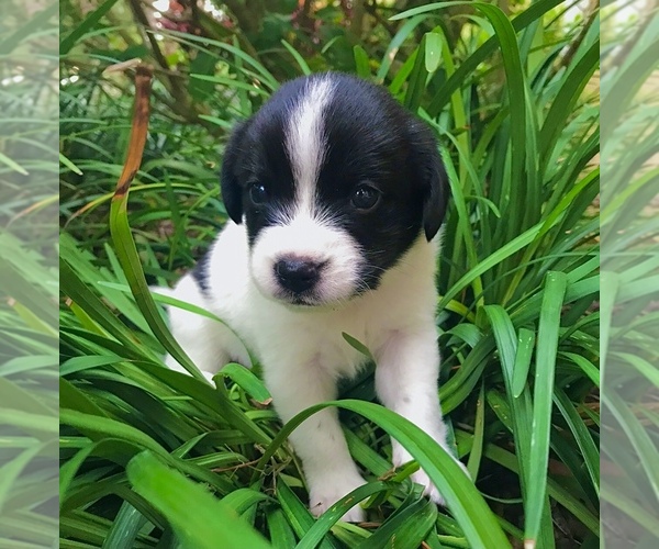 Medium Photo #4 Beagle-Papillon Mix Puppy For Sale in SARASOTA, FL, USA