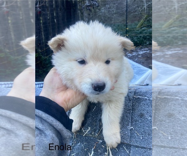 Medium Photo #1 Gerberian Shepsky Puppy For Sale in MAD RIVER, CA, USA