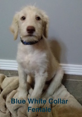 Double Doodle Puppy for sale in ROSSVILLE, GA, USA