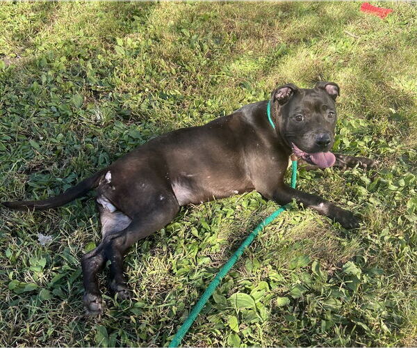 Medium Photo #3 American Pit Bull Terrier-Unknown Mix Puppy For Sale in Crete, IL, USA