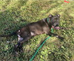Small #2 American Pit Bull Terrier Mix