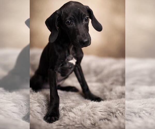 Medium Photo #2 Unknown-Weimaraner Mix Puppy For Sale in Rockwall, TX, USA