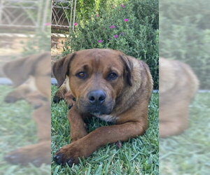 German Shepherd Dog-Unknown Mix Dogs for adoption in Redlands, CA, USA