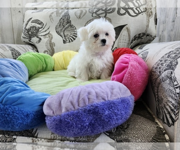 Medium Photo #1 Maltese Puppy For Sale in ORANGE GROVE, TX, USA