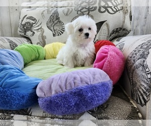 Maltese Puppy for sale in ORANGE GROVE, TX, USA