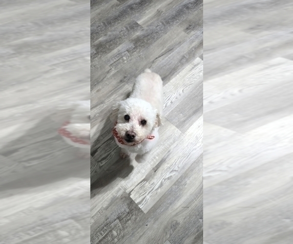 Medium Photo #1 Whoodle (Miniature) Puppy For Sale in KATY, TX, USA