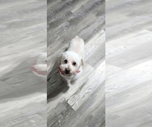 Father of the Whoodle (Miniature) puppies born on 11/25/2025