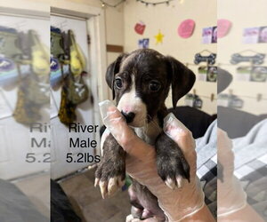 Australian Shepherd-Boxer Mix Dogs for adoption in Aurora, IN, USA