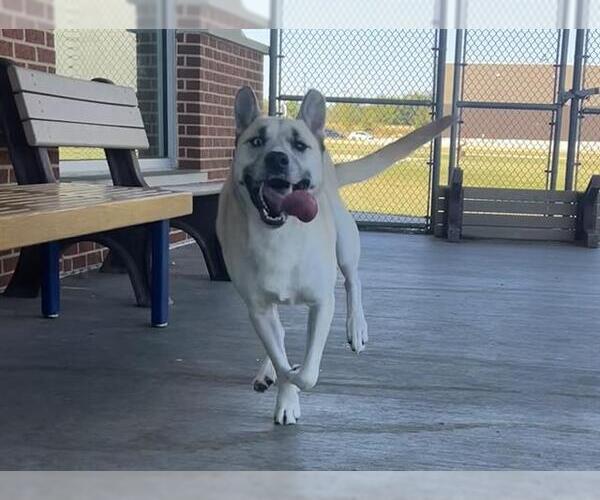Medium Photo #2 German Shepherd Dog-Siberian Husky Mix Puppy For Sale in Grand Prairie, TX, USA