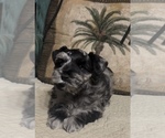 Small #2 Schnauzer (Miniature)