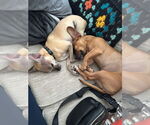 Small #1 Chiweenie