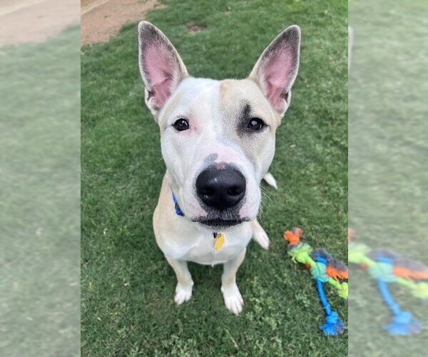Medium Photo #2 Bull Terrier-Unknown Mix Puppy For Sale in Plano, TX, USA
