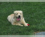 Small Photo #5 English Cream Golden Retriever Puppy For Sale in MECHANICSVILLE, MD, USA
