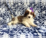 Small #8 Cavapoo
