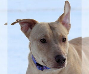 Raya - Female Chihuahua Dog for Adoption - Photo #9