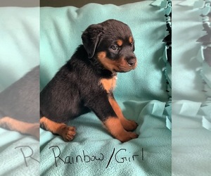 Rottweiler Puppy for sale in CAMBRIDGE CITY, IN, USA