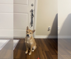 Shiba Inu Puppy for sale in LOUISVILLE, KY, USA