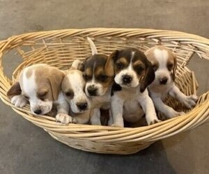Beagle Puppy for sale in STEVENSVILLE, MT, USA