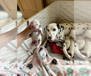 Dalmatian Puppy for sale in BOCA RATON, FL, USA