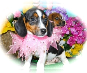 Beagle Puppy for sale in HAMMOND, IN, USA