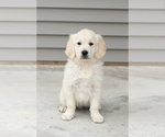 Small English Cream Golden Retriever