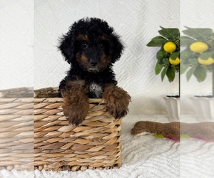 Cock-A-Poo Puppy for sale in GREENFIELD, IN, USA