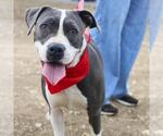 Small American Staffordshire Terrier Mix