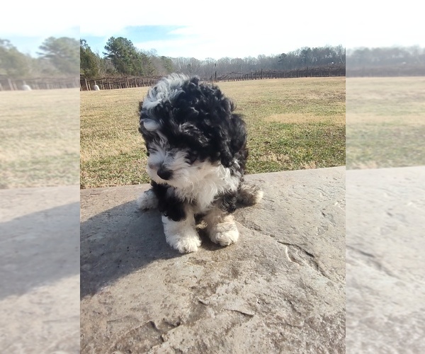 Medium Photo #7 Sheepadoodle Puppy For Sale in MOUNT ULLA, NC, USA