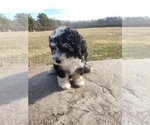 Small #6 Sheepadoodle