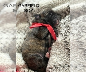 Cane Corso-Mastiff Mix Puppy for sale in FORT WAYNE, IN, USA