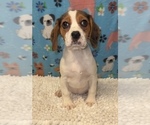 Small Photo #4 Beaglier Puppy For Sale in MARTINSVILLE, IN, USA