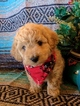 Puppy 1 Cavalier King Charles Spaniel-Poodle (Toy) Mix