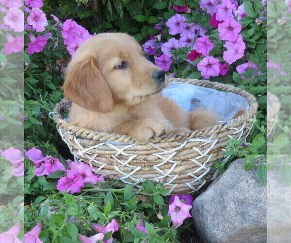 Medium Photo #40 Golden Retriever Puppy For Sale in THORP, WI, USA