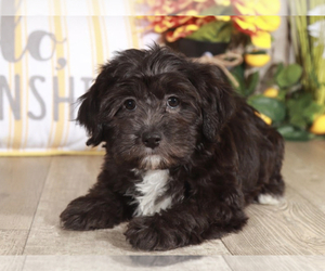 Havanese-Poodle (Toy) Mix Puppy for sale in MOUNT VERNON, OH, USA