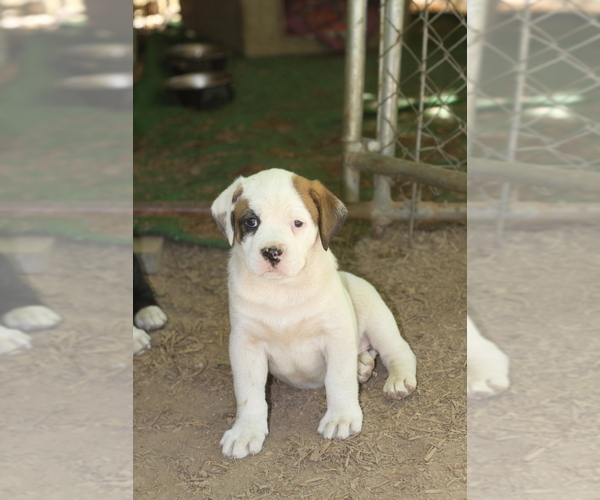 Medium Photo #5 Boxweiler Puppy For Sale in BUXTON, OR, USA