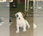Puppy 4 Boxweiler