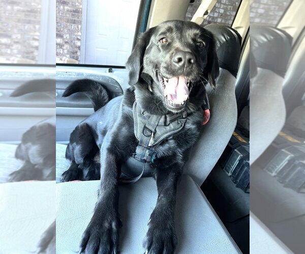 Medium Photo #3 Labrador Retriever-Unknown Mix Puppy For Sale in Enfield, CT, USA