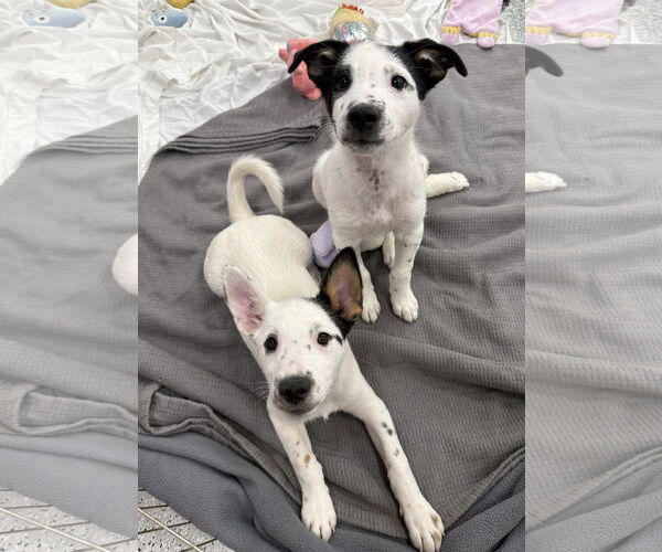 Medium Photo #2 Mutt Puppy For Sale in Davis, CA, USA