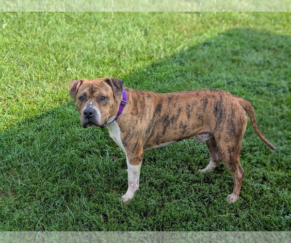 Medium Photo #1 American Pit Bull Terrier-Unknown Mix Puppy For Sale in Kewanee, IL, USA