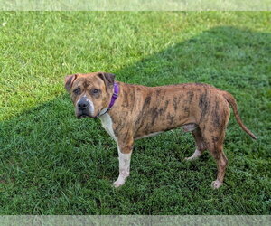 American Pit Bull Terrier-Unknown Mix Dogs for adoption in Kewanee, IL, USA