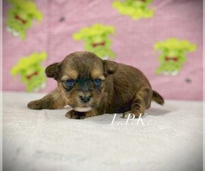 Yorkshire Terrier Puppy for sale in WINNSBORO, LA, USA