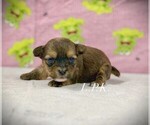 Small Yorkshire Terrier