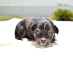Small Photo #7 Miniature Australian Shepherd Puppy For Sale in PALM COAST, FL, USA