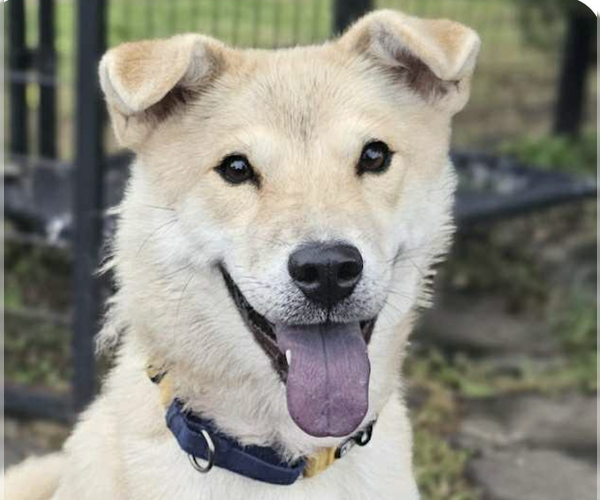 Medium Photo #1 Mutt Puppy For Sale in San Ramon, CA, USA