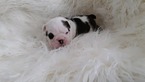 Small Photo #2 English Bulldog Puppy For Sale in CITY VIEW HEIGHTS, OH, USA