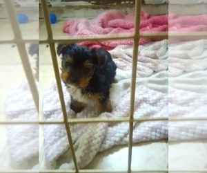 Yorkshire Terrier Puppy for sale in TULARE, CA, USA