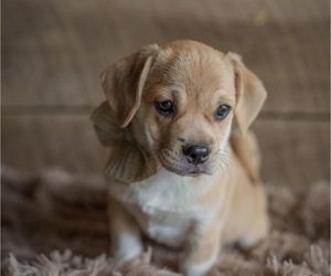 Pembroke Welsh Corgi-Pug Mix Puppy for sale in HONEY BROOK, PA, USA