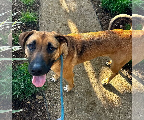 Medium Photo #5 German Shepherd Dog-Unknown Mix Puppy For Sale in Newport Beach, CA, USA