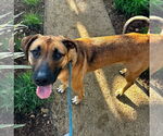 Small #4 German Shepherd Dog Mix
