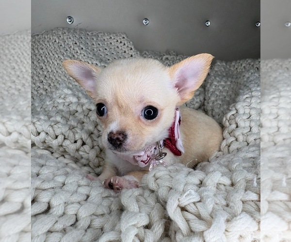 Medium Photo #8 Chihuahua Puppy For Sale in CHARLOTTE, NC, USA